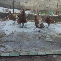 فروش بوقلمون|حیوانات مزرعه|لیلان, |دیوار