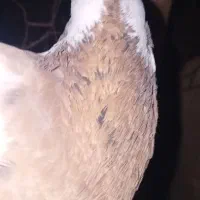 فروش طوقینرزردخالسیاه|پرنده|رامهرمز, |دیوار