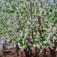 هرس درختان میوه وزینتی|خدمات باغبانی و درختکاری|شهریار, یوسف آباد صیرفی|دیوار