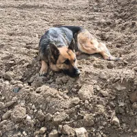 حیوان خانگی باهوش