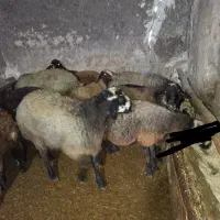 بره نر برای اصلاح نژاد