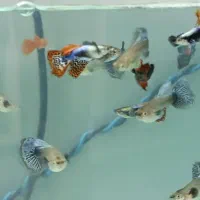 کپی بیگ ایر رد موزاییک