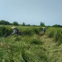 خدمات علف زنی  پذیرفته می‌شود