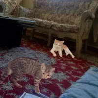 واگذاری گربه خواهربرادررایگان