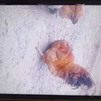 خروس|حیوانات مزرعه|چناران, |دیوار