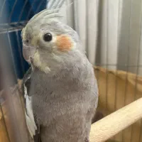 طوطی عروس نر