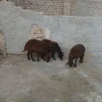 سه عدد بره ماده افشاری واکسن خورده