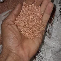 بذر گندم اصلاح شده