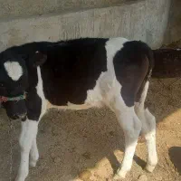 گاوباگوساله ماده|حیوانات مزرعه|زابل, |دیوار