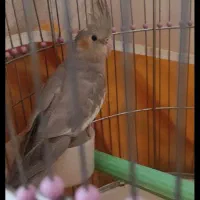 عروس هلندی