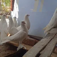 لوطی|پرنده|خسروشاه, |دیوار