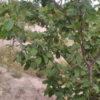 فروش باغچه 900 متری سند تک برگ|فروش دفتر صنعتی، کشاورزی، تجاری|رباط‌کریم, رباط‌کریم|دیوار