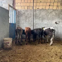 گوساله نر|حیوانات مزرعه|ورامین, ورامین|دیوار