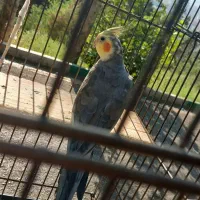 عروس هلندی گمشده