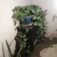 گلهای طبیعی اپارتمانی و کاکتوس