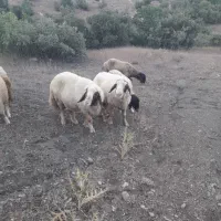 قوچ وبره|حیوانات مزرعه|کرمانشاه, |دیوار