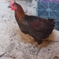 آرد بلوط دامی و خروس محلی|لوازم جانبی حیوانات|مرودشت, فاز اول شهرک فرهنگیان|دیوار