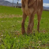 توله ماده ۷ ماهه