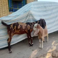 فروش بز بیگ
