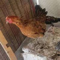 مرغ محلی تخم‌گذار