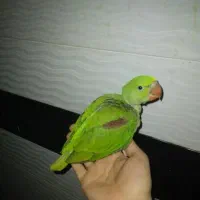 مرغ مینا گم کردم