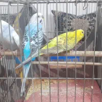 پرنده ی خونگی مرغ عشق|پرنده|اصفهان, منتظرالمهدی|دیوار