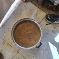 تخم یونجه فروشی