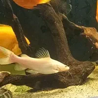 ردتیل دراگون البینو اسیایی