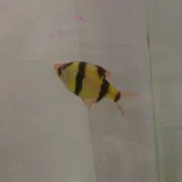 یک عدد ماهی تایگر بارب نسبتاً بزرگ