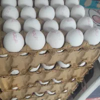 پخش تخم مرغ|خوردنی و آشامیدنی|باغستان, |دیوار