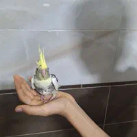 دو عدد عروس هلندی نر ابلق مرواریدی