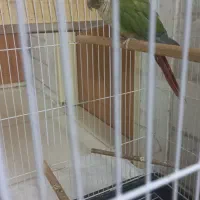 طوطی گیرنچیک