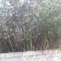 نی تازه ویلا باغ خانه|عمدهفروشی|ماسال, |دیوار