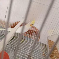 واگذاری سالن عروس هلندی|پرنده|سبزوار, ابوریحان|دیوار