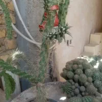 کاکتوس|گل و گیاه طبیعی|شیراز, سلطان آباد|دیوار