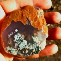 ۱۰ قطعه شجر هفت رنگ خاص