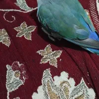 کوتوله برزیلی|پرنده|شیراز, زرگری|دیوار