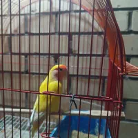 کوتوله برزیلی