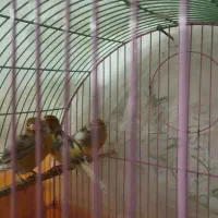 سه عدد قناری ماده فروشی دانه ای یک تومن