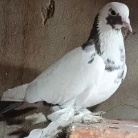 فیلی گروخ دم تخم