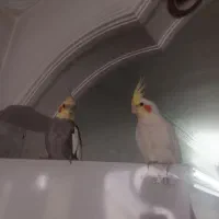 عروس هلندی سخنگو واهلی