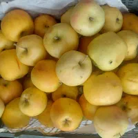 گلابی|خوردنی و آشامیدنی|مشهد, گاز|دیوار