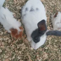 خرگوش نر
