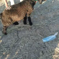 بره تخمی