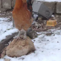 خروس|حیوانات مزرعه|جوانرود, |دیوار