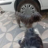 فروش سگ