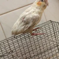 عروس هلندی سن دوماه