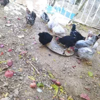 تخم مرغ گلین|حیوانات مزرعه|شهرضا, |دیوار