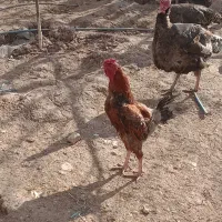 یک جفت خروس لاری دورگ