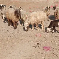 گوسفند داشتی|حیوانات مزرعه|کوار, |دیوار